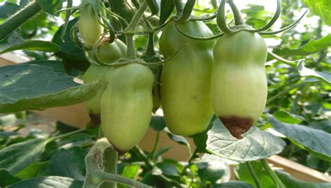 Bl Tenendf Ule An Tomaten