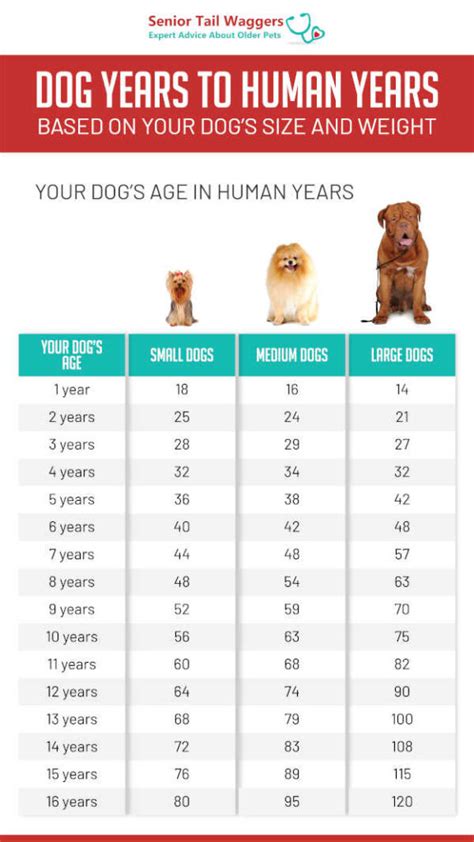 Calculator to Convert Dog Years to Human Years (Based on the Breed)