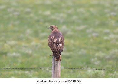 Birds Marvels Flight Color Grace Our Stock Photo Shutterstock