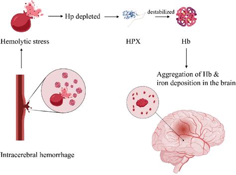 Figure 1 From Double Edged Functions Of Hemopexin In Hematological