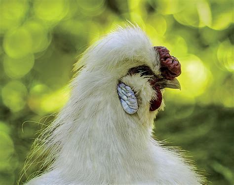 Chicken Combs Silkie Walnut 731133790 Hobby Farms