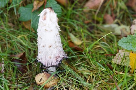 Pilz Sammeln Tintling Schopftintling Jung Essbar Mit Alkohol