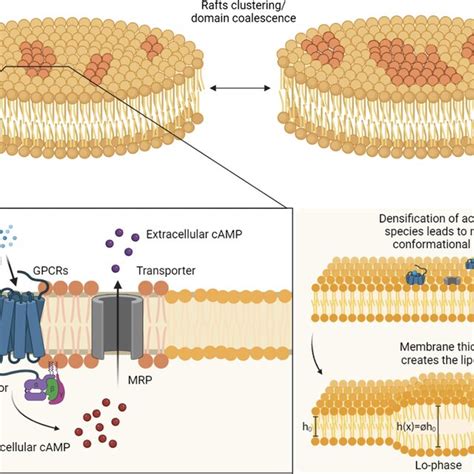 Schematic Representation Of Transmembrane Proteins Activation And The