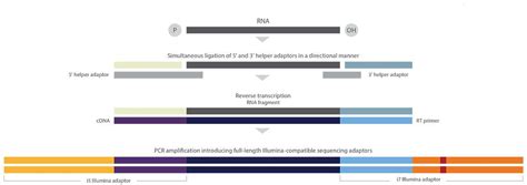 Collibri Stranded RNA Library Prep Kits For Whole Transcriptome