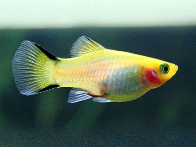 16 Different Types of Platy Fish (With Pictures) - AquariumNexus