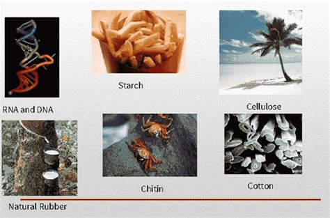 Natural Polymers Starch