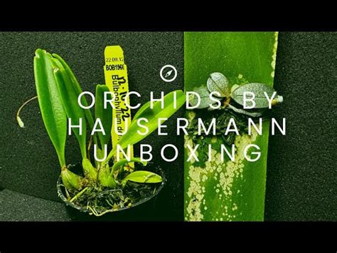 Orchids By Hausermann Nd Order Unboxing Youtube