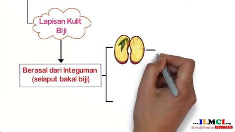 organ tumbuhan  strukturnya biji  strukturnya youtube