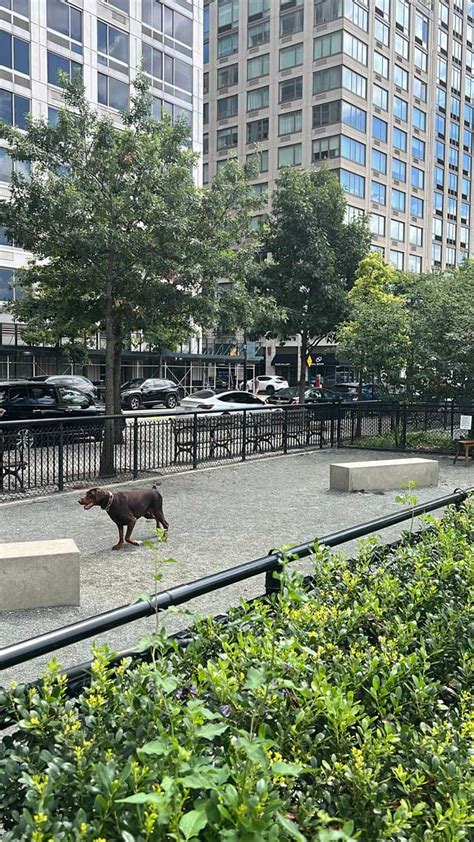 Riverside Park South Dog Run At West 66th Street New York Ny Dog