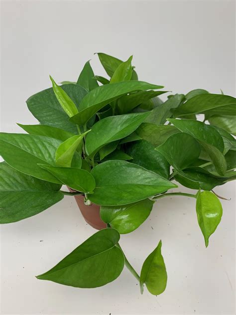 Jade Pothos Care Pothos Plant