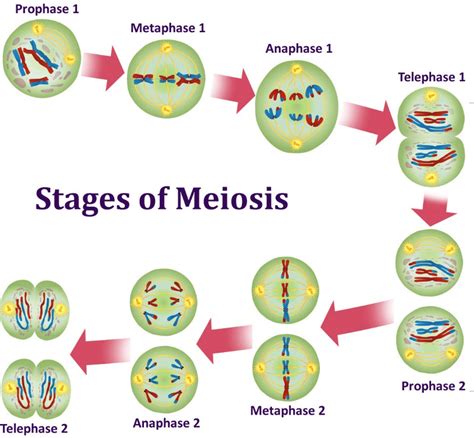 Sains Tingkatan Bab Genetik Meiosis Science Quizizz Hot Sex Picture