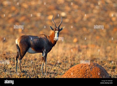 Bontebok Blesbok Damaliscus Dorcas Phillipsi Stands In A Veldt