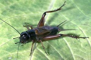 House Crickets Vs. Field Crickets - Colonial Pest Control