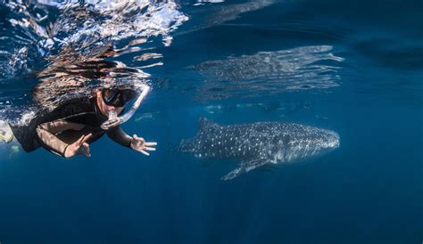 Deluxe Whaleshark Swim Tour On Blue Strike 1 Of 2 Boats Available