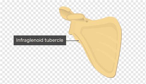 Scapula Infraglenoid Tubercle Pocket Anatomy, 49% OFF