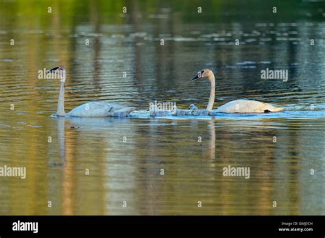 Trumpeter Swan Cygnus Buccinator Adults Feeding In Pond With Young