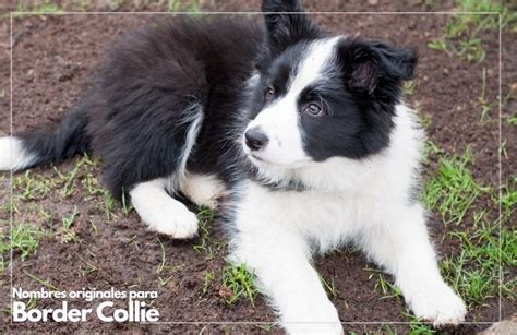 Nombres Top Para Border Collie Feelcats