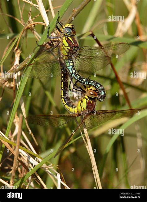 Hairy Dragonflies Mating Stock Photo Alamy