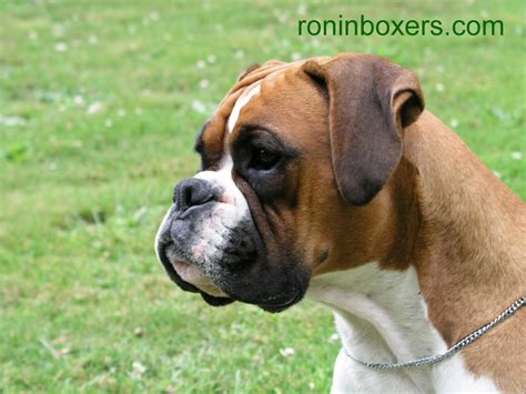 boxer dog wallpaper | Free Wallpaper and Screensaver