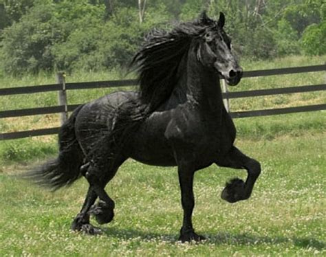 20 Year Old Friesian Official Studbook Approved Breeding Stallion Anne