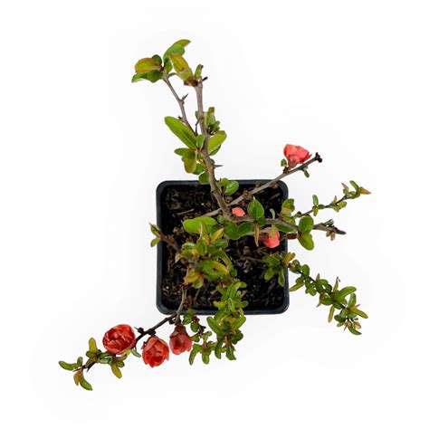 Chaenomeles Superba Red Joy 30 Cm