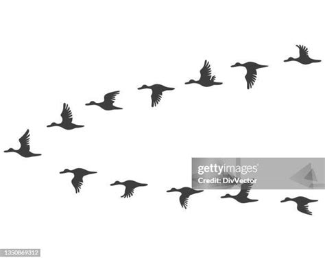 95 Flying Goose Silhouette High Res Illustrations - Getty Images