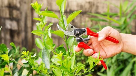 How To Prune A Potted Lemon Tree?