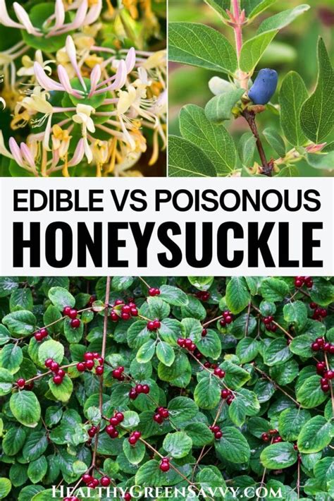 Honeysuckle Berries Poisonous Vs Edible Honeysuckle