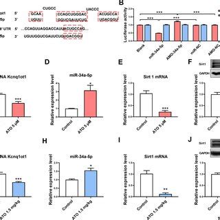 The Effect Of Ato On Lncrna Kcnq Ot Mir A P And Sirt Expression