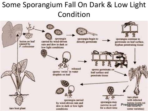 Phytophthora Life Cycle