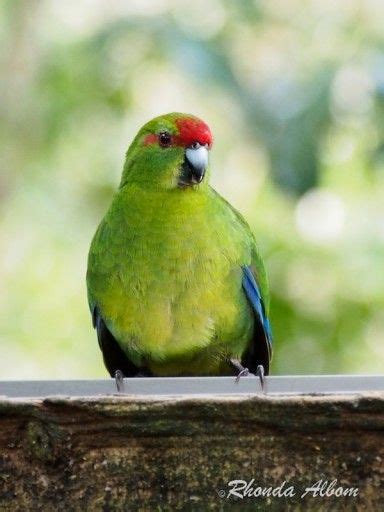 Tiritiri Matangi Island: How to See Rare Birds in Auckland | Bird photo, Bird, Parrot pet