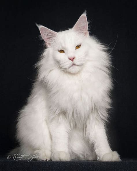 Melhor De Retratos Dos Maiores Gatos Do Mundo Os Maine Coons