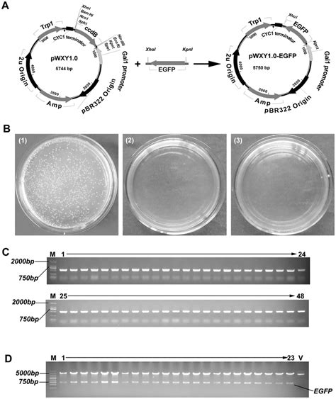 Subcloning Of One Insert Into A Yeast Expression Vector Pwxy1 0 By Download Scientific Diagram