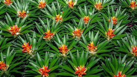 The Ultimate Guide to Bromeliad Care and Maintenance — Plants in the Room