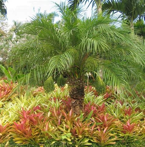 Todays Bloom Is Pygmy Date Palm Phoenix Roebelenii Pygmy Date Palm