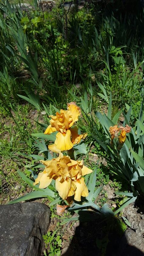 Pin By Tiffany Moreland On Tiffany Plants Garden