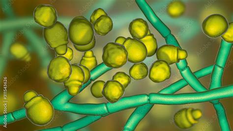 Microscopic Fungi Malassezia Furfur 3d Illustration Showing Yeast Cells And Hyphae They Are