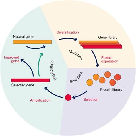 GeneArt Directed Evolution Thermo Fisher Scientific US