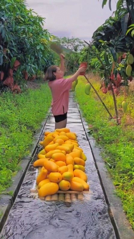 Naturesms Instagram On Pinno Jinhuang Mango Tastes Very Delicious