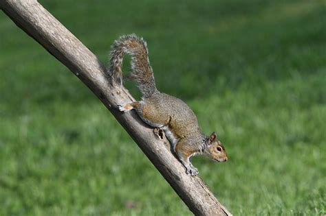 Douglas Squirrel Animal - Free photo on Pixabay - Pixabay