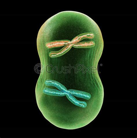 Cell division Mitosis - stock photo 67701 | Crushpixel