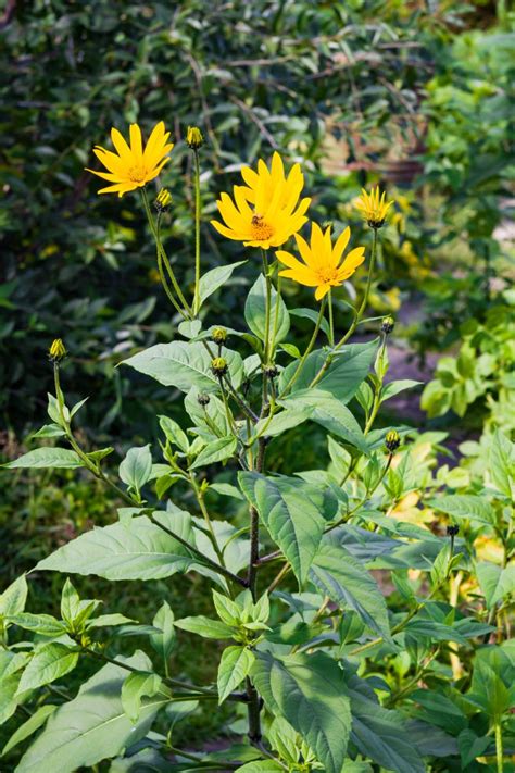 How To Grow Jerusalem Artichokes Sunchokes In 2023 Growing