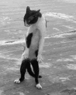 Crazy Cat GIFs - Find & Share on GIPHY