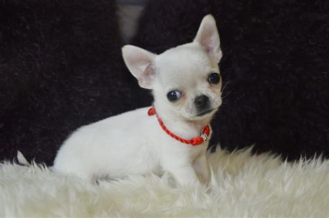 Mini Chihuahua: description, content and features of caring for a dwarf dog