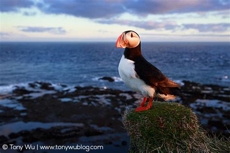 Atlantic Puffins In Iceland Fratercula Arctica