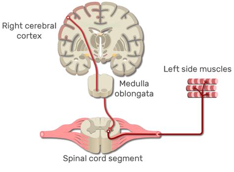 Primary Motor Cortex Location And Function Getbodysmart