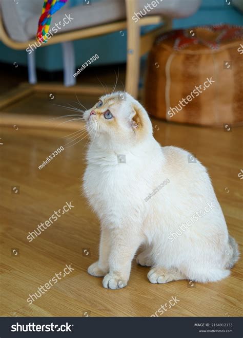 Cute White Scottish Fold Kitten Stock Photo 2164912133 | Shutterstock