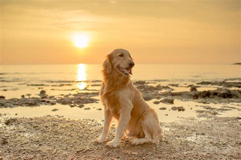 Golden Retriever At The Beach At Sunset 1200×799 Rearthporngonecuddly