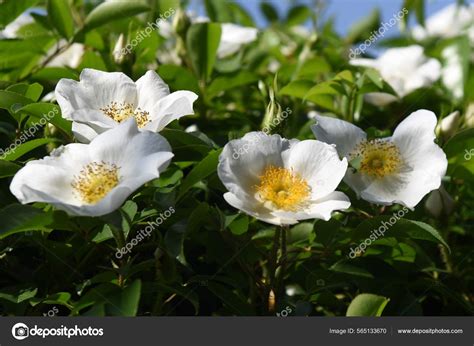 Rosa Laevigata