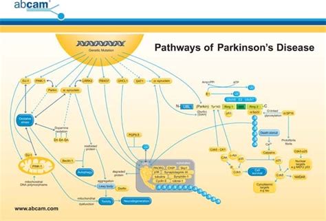 Parkinsons Disease Pathway Card